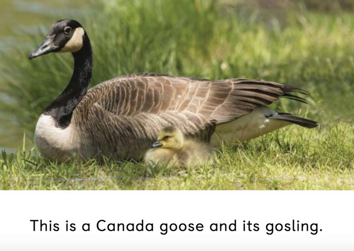 Adult and Baby Animals