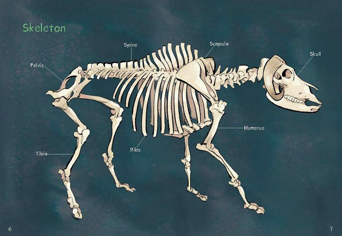Animals Illustrated: Muskox