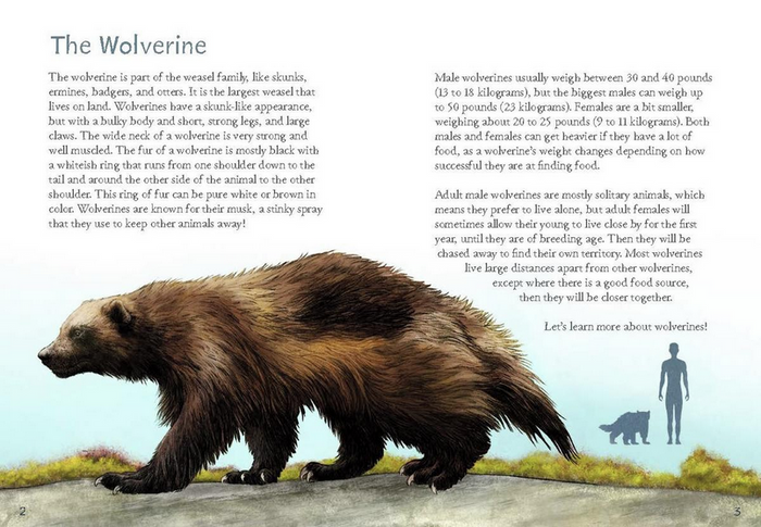 Animals Illustrated: Wolverine